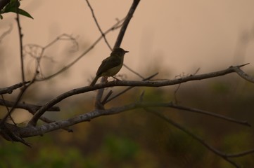 bird on a branch