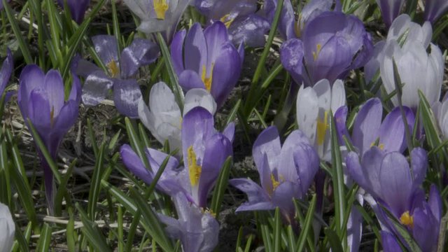 Krokus, Krokusse, Blume, Blumen, Bl&uuml;te, Bl&uuml;tenmeer, Blumenwiese, Fr&uuml;hling, Fr&uuml;hbl&uuml;her, Wiese, Almwiese, Gro&szlig;glockner, Alm, Hochtal, K&ouml;dnitztal, J&ouml;rgnalm, Almh&uuml;tten, Haus, Nationalpark, Hohe Tauern, Lu