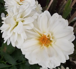 white chrysanthemum flower