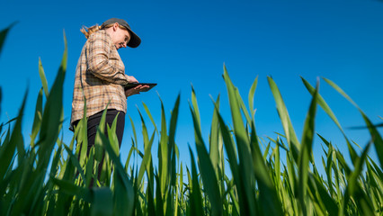 A female farmer uses a tablet, stands in a field of green wheat. Low angle shot