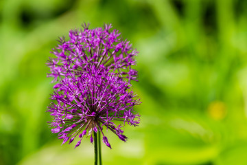 Blooming purple organic decorative bow, close-up on grass background, Allium rosenbachianum.
