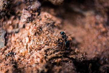 ants on the ground