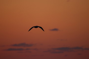 seagull silhouette at sunset