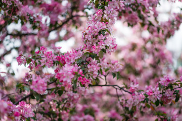 Blooming pink trees.