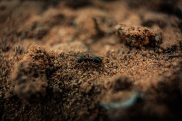 black ant on the ground