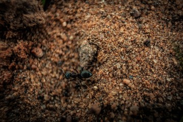 ant on the ground