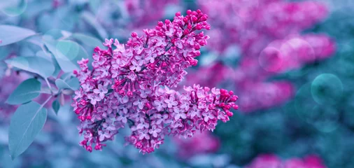 Fototapeten Branch with spring lilac flowers. Nature background. © Swetlana Wall