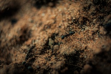 ant on the ground