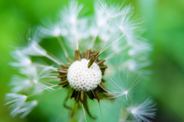 Dandelion seed in macro picture, shallow DoF