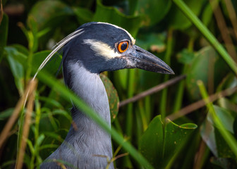 Yellow-crowned Night Heron in the weeds at Brazos Bend State Park!