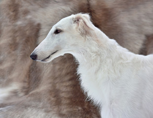 Portrait  of Russian wolfhound