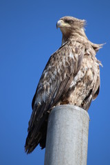 white tailed eagle portrait