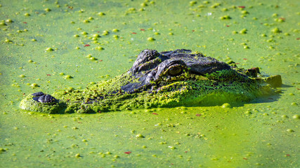 American Alligator in duck weed at Brazos Bend!