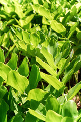 Close-up of green leaves in the sun