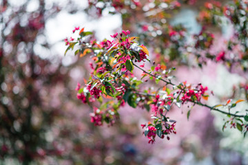 Blooming pink trees.