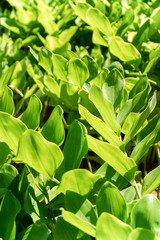 Close-up of green leaves in the sun