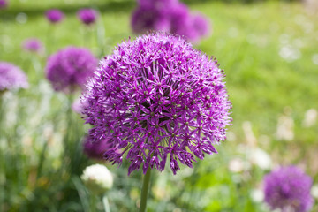 Giant onion flowers in full bloom