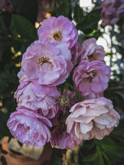 pink hydrangea flowers in garden