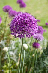 Obraz premium Giant onion flowers in full bloom