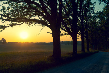 Dusty dirt road with mighty oaks in autumn at sunset. Ligatne, Latvia