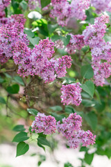 Blooming lilac bushes.