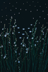 Flower pattern of wild flowers on black background with place for text. Flowers and plants concept.Floral abstract background. The concept of summer, spring, Mother's day, Women's day, Father's day