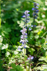 blue ajuga reptans flower in the forest