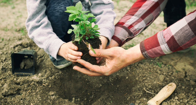 The father helps his son to transplant the strawberry into the ground - Powered by Adobe