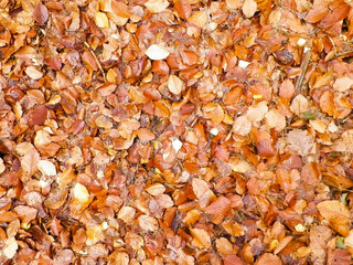 Autumn leaves as nature background.
