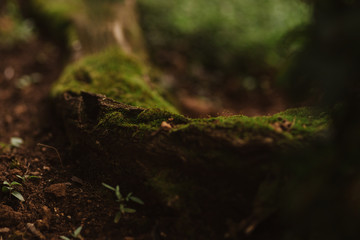 moss growing on a tree stump