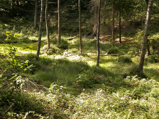 Wetland area in green forest.