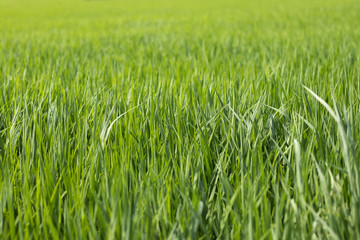 Green rice fields background. The vast green meadow.