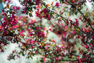 Blooming pink trees.