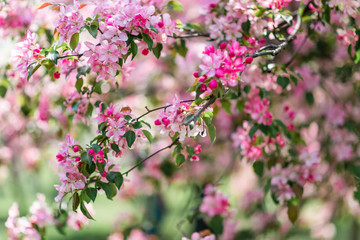Fototapeta premium Blooming pink trees.