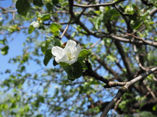 apple blossoms against blue sky on a sunny day