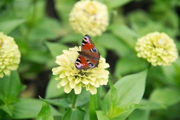 butterfly collects pollen on a yellow flower