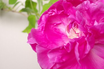 ピンクのシャクヤクのフラワーアレンジメント - Pink peony flower in flower arrangement