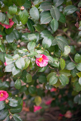 flowering bush of pink wild camellia