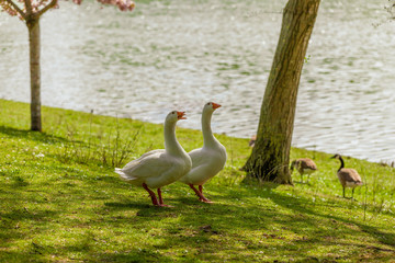 geese in the park