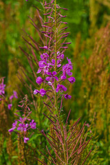 Obraz premium Blossoming shoot of Ivan tea. Epilobium narrow-leaved.