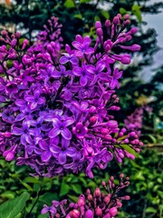 Obraz premium purple flowers in the garden