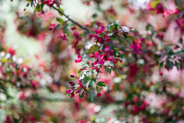 Blooming pink trees.
