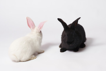 Two little and cute rabbits white and black sit on a white isolated background