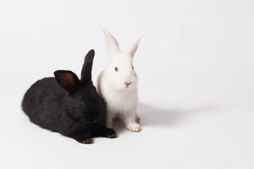Two little and cute rabbits white and black sit on a white isolated background and look at the camera
