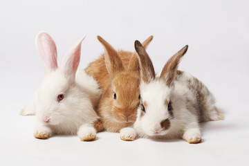 Three little fluffy beautiful rabbits two white and an orange lie on the floor on a white isolated background and look at the camera