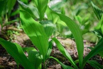 lilies of the valley green