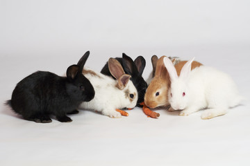 Five little beautiful and cute rabbits two white two black and orange sit on a white isolated background and eat carrots