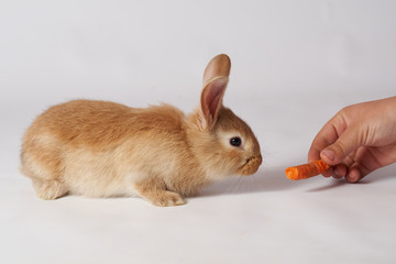 Little beautiful fluffy rabbit lies on the floor on a white isolated background and sniffs a carrot from hand