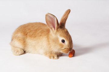 Fototapeta premium Little orange beautiful rabbit lies on a white isolated background and sniffs a carrot