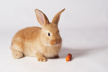 A small orange beautiful rabbit lies on a white isolated background, looks to the side, and a carrot lies nearby